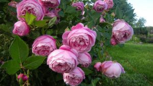 Hương hoa hồng nước Pháp cuốn hút chính là trái tim của mùi hương