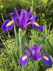 Trái tim thanh khiết, dịu dàng từ đóa hoa diên vĩ tím